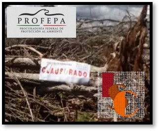 Clausuran predios en Tenabo y Champotón por devastar ilegalmente: PROFEPA.